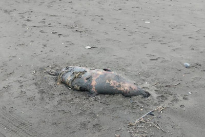 Xəzərin sahilində suiti cəsədləri aşkarlandı - FOTO