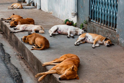 Zaqataladakı it sığınacağı maddi çətinliklə üz-üzə