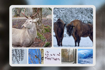 Şimalda milli parklar bayram günləri çalışacaq