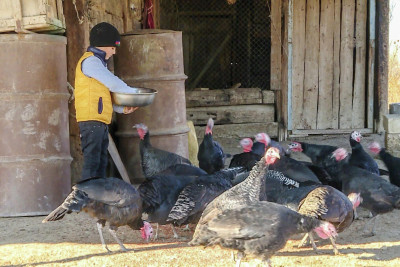 Qusarda hind toyuğuna tələbat artıb