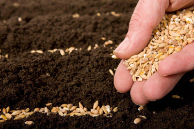 Fermerlər arpaya güc veriblər