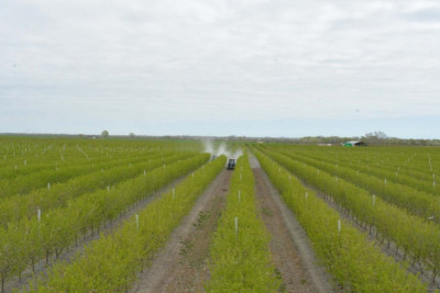 Siyəzəndə daha çox badam və zeytun becərilir