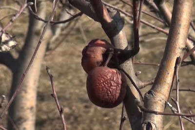Şabranlı fermerlər çıxılmaz VƏZİYYƏTDƏ: “Məhsuldarlıq zəif olacaq”