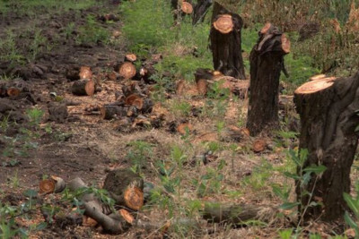 İsmayıllının Sədyan kəndi qazsız qalıb - VIDEO 