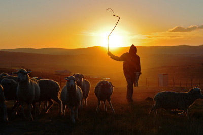 Xaçmazda çobana hökm oxundu