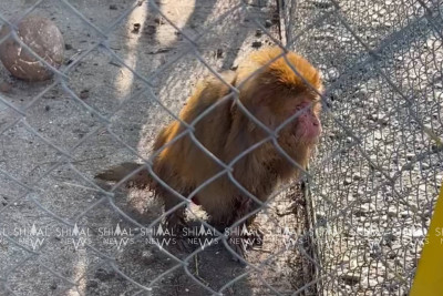 İsmayıllıdakı "Günəş" istirahət mərkəzinin kölgə tərəfi - Heyvanlar xilas edilsin!