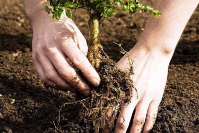 Yel çərşənbəsində Şimalda minlərlə ting əkilib