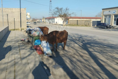 Şabranın “ekoloji fəhlələri” – inəklər zibilləri təmizləyir?