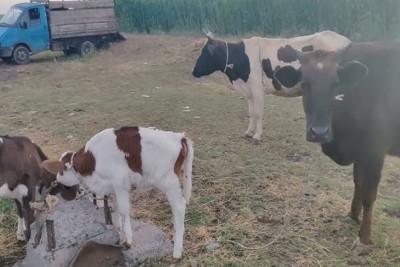 İsmayıllıda mal-qarada quduzluq yayıldığı ehtimal edilir - VİDEO