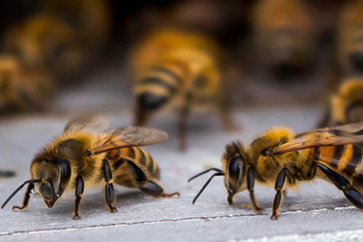 Azərbaycanda arı ailələri azalır, amma bal istehsalı artır