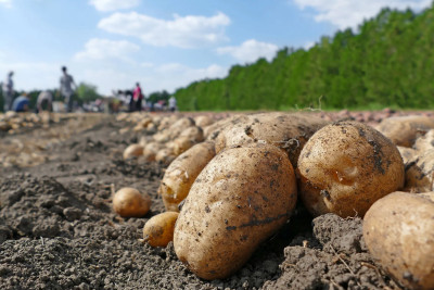 Şimalda kartof sahələrinə görə fermerlərə sığorta ödənişi verilib