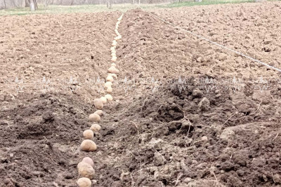 Kartof əkənlər tələsir - FOTO