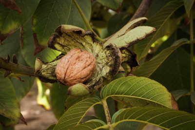 Qoz bağları da güzəştli sığortaya cəlb edilir