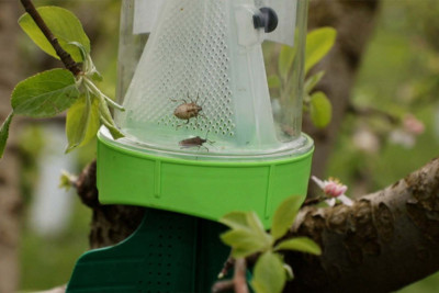 Xaçmaz və Balakəndə zərərvericilərə qarşı mübarizə