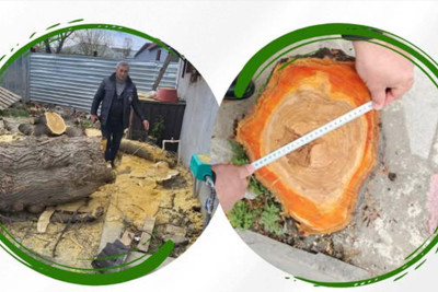 Xaçmazda qanunsuz ağac kəsən şəxs cəzalandırılıb