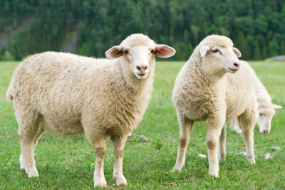 Azərbaycanda xırda buynuzlu heyvanların sayında azalma