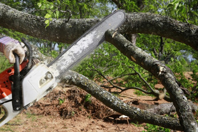 İsmayıllıda təbiətə ciddi ziyan vurulub