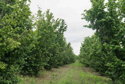 Azərbaycanda fındıq bağlarının sığortalanmasına başlanılıb
