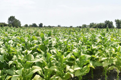 Şəkidə iki yüzdən çox fermer tütün əkəcək