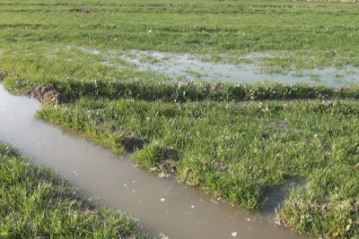 İsmayıllı və Şamaxıda torpağın suvarılması yaxşılaşdırılacaq