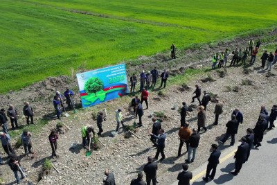 Xaçmazda ağacəkmə aksiyası keçirilib