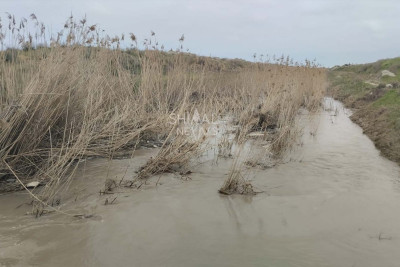 Şabranda əkin sahələri təhlükə altındadır