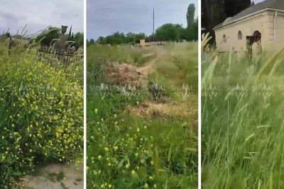 Şabranda “Hacı Hüseyn” qəbiristanlığının acı mənzərəsi - VİDEO