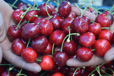Gilas bağlarının sığortası üç dəfə artıb