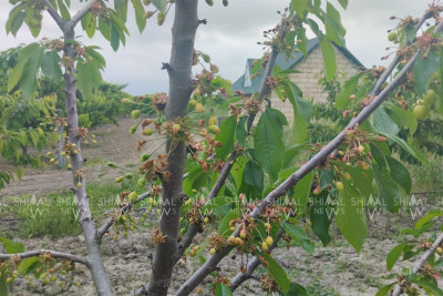 Xaçmazda meyvələr elə ağacda yararsız hala düşdü