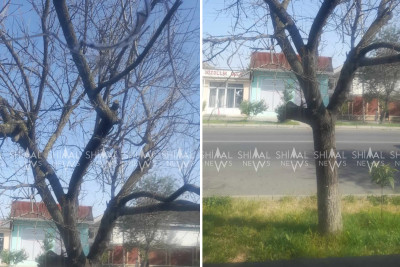 Xaçmaz sakinləri 5 ildir qurumuş ağacların kəsilməsini gözləyirlər