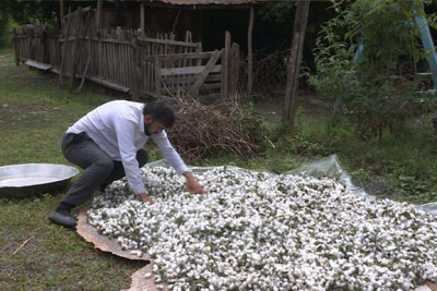 Balakəndə baramaçılıqdan əldə edilən GƏLİR