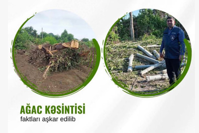 Şimal sakinləri qanunsuz ağac kəsiminə görə cəzalandırılıb