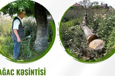 Siyəzən, Qusar və Şabranda qanunsuz ağac kəsimi aşkarlanıb