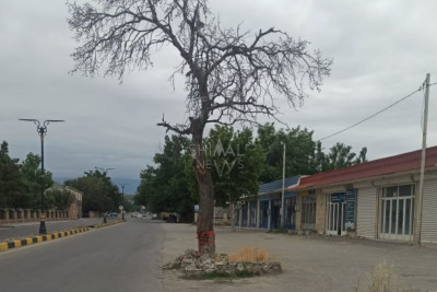 Şabran sakinləri "ölüm ağacı"nın kəsilməsini tələb edirlər