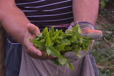 Zaqatalanın çay plantasiyalarında bol məhsul
