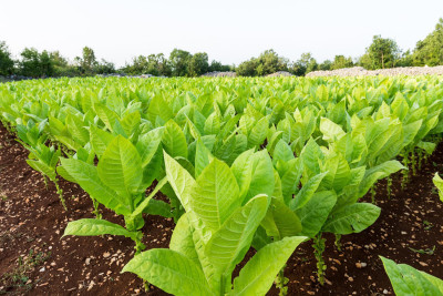 Tütün sahələrinin sığortalanmasına başlanıldı