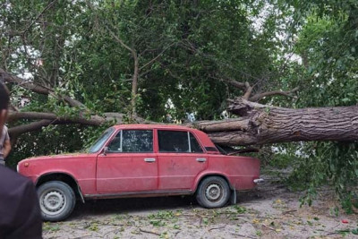 Xaçmazda ağac minik avtomobilinin üstünə aşıb - FOTO