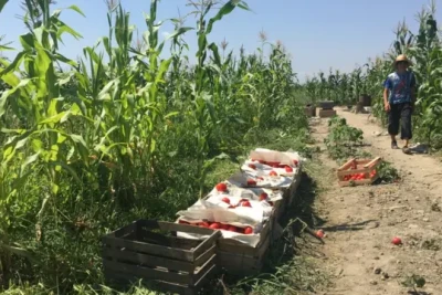 Xaçmaz fermerləri: “Pomidor əkən çox, alan yox!” - VİDEO