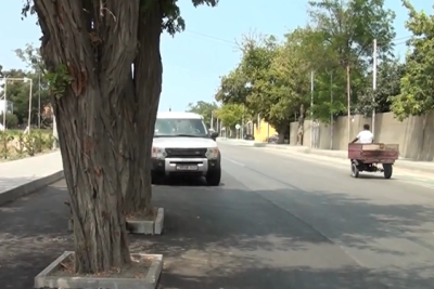 Xaçmazda yolun ortasında ağac