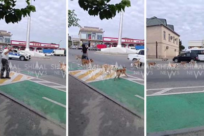 Sahibsiz itlər Xudat sakinlərinə kabus yaşadır - VİDEO