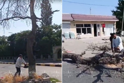Şabranın “ölüm ağacı” kəsildi - VİDEO