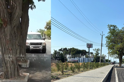 Xudatda yolun ortasındakı ağac probleminə unikal həll