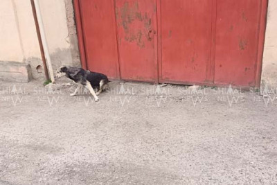 Qubada qara it sakinlərin kabusuna çevrilib