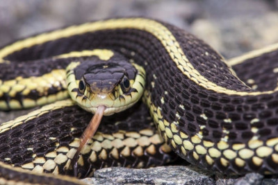 Ötən ay 20 nəfəri ilan sancıb