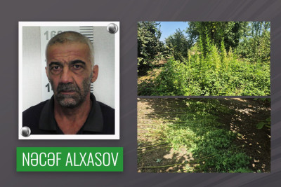 Qəbələdə fındıq bağında çətənə yetişdirən şəxs saxlanıldı