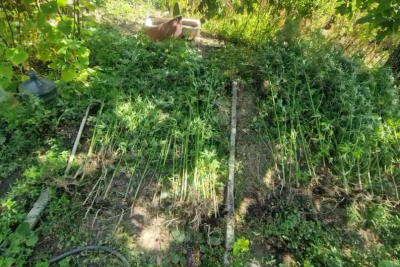 İsmayıllıda bostanda çətənə yetişdirən şəxs saxlanıldı