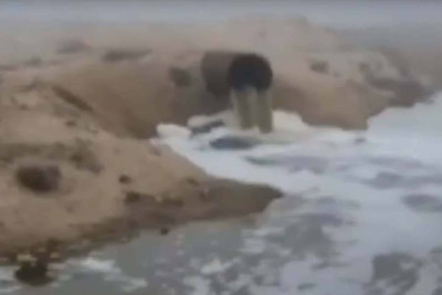 Nabran çimərliyi çirkab BATAQLIĞINDA – VİDEO