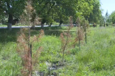 Qubada yeni əkilən şam ağacları quruyub - VİDEO