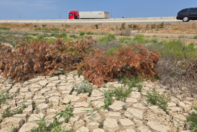 Xızıda subasma ağacların qurumasına səbəb oldu