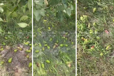 Qubada fermerlərin gözü yaşlı - Mövsümi meyvə məhv olub - VİDEO